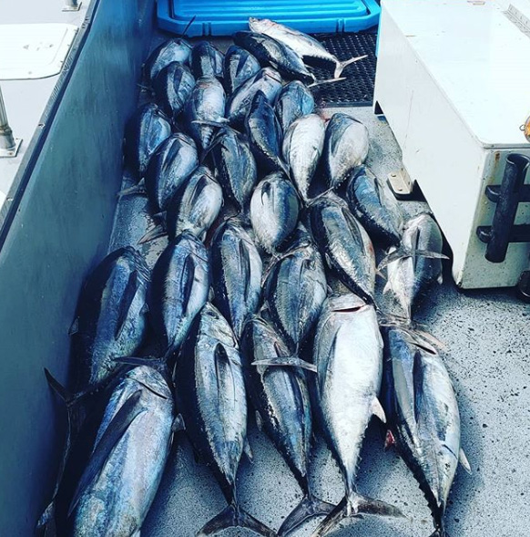 Albacore Tuna Fishing in Eureka, CA - Northwind Charters